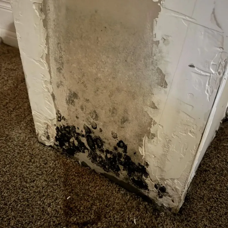 Professional Mold Removal in Nixa, MO
